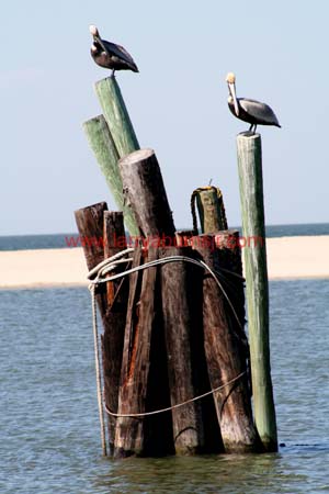 Dauphin Island Alabama 2